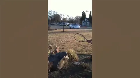 Breaking a tennis racket like a boss