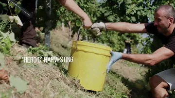 From the vineyard to the glass: Conegliano Valdobbiadene Prosecco Superiore Docg 2018