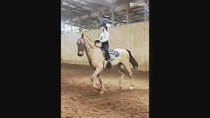 I'll be showing moe on the 22nd! | #saddlebred #saddleseat #equestrian #horses #show #horseriding